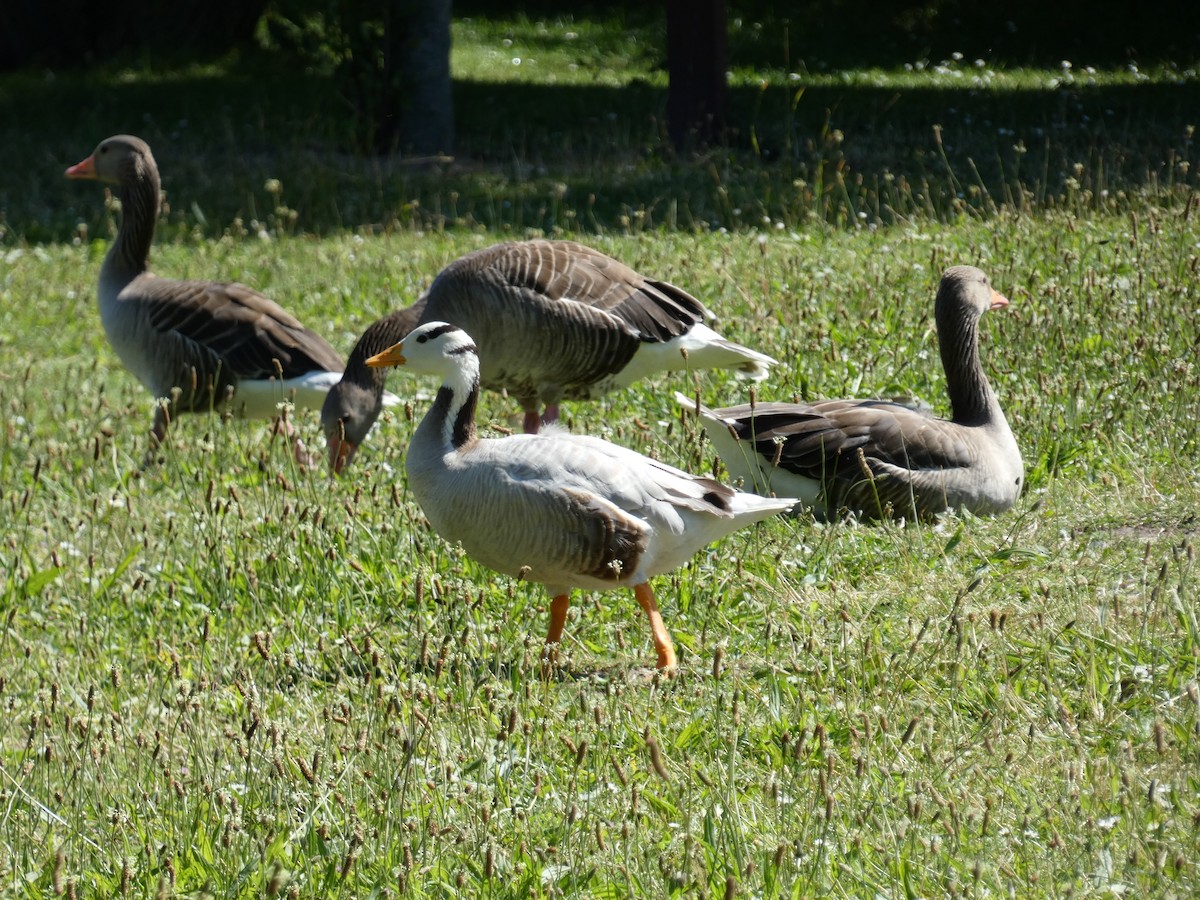 Bar-headed Goose - ML638067051