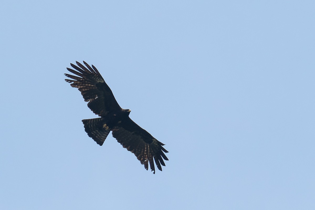 Black Eagle - ML638067052