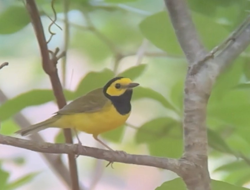 Hooded Warbler - ML638067054
