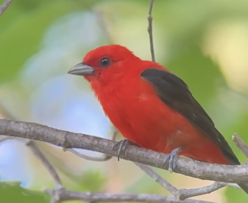 Scarlet Tanager - ML638067055