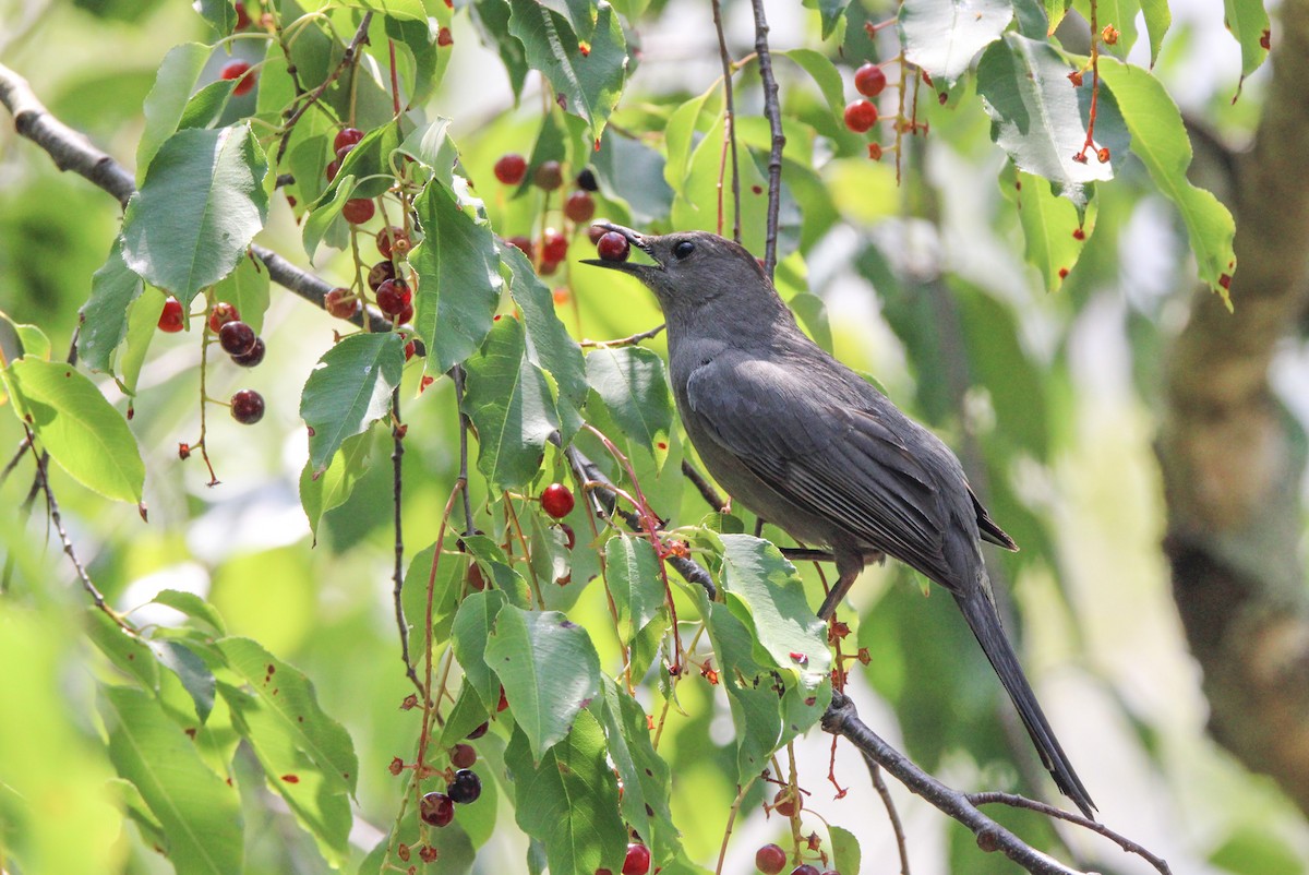 Gray Catbird - ML638067057