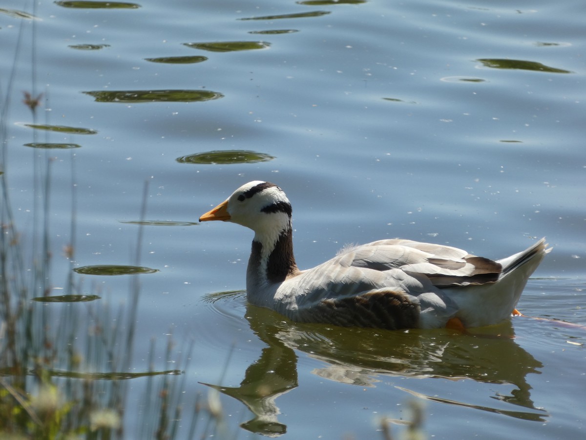 Bar-headed Goose - ML638067061