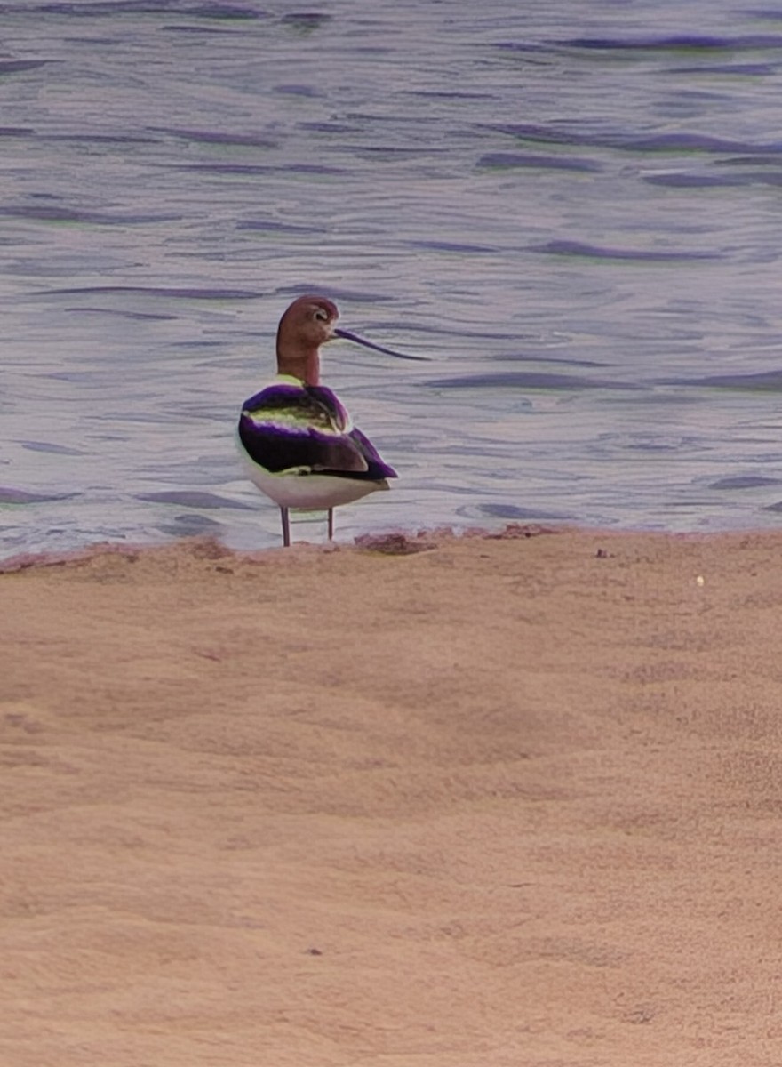 American Avocet - ML638067068
