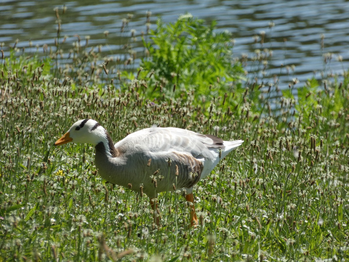 Bar-headed Goose - ML638067071