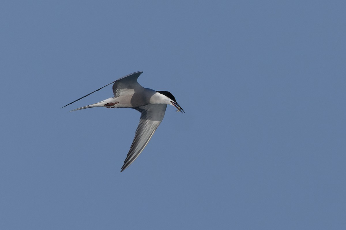 White-cheeked Tern - ML638067073