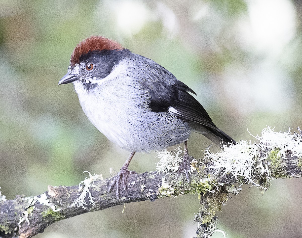 Northern Slaty Brushfinch - ML638067076