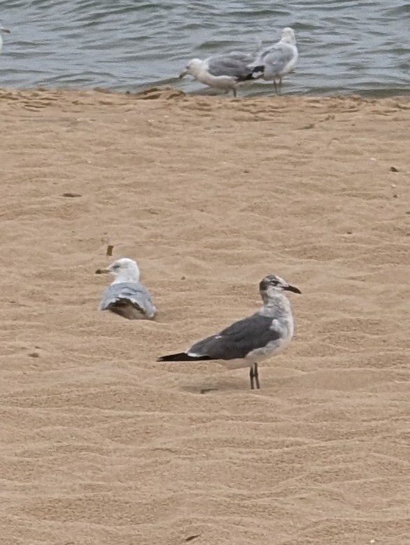 Laughing Gull - ML638067099