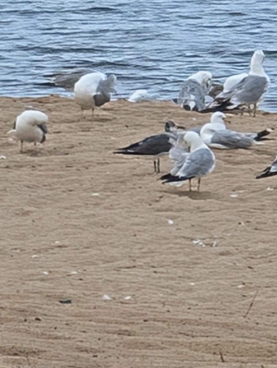 Laughing Gull - ML638067100