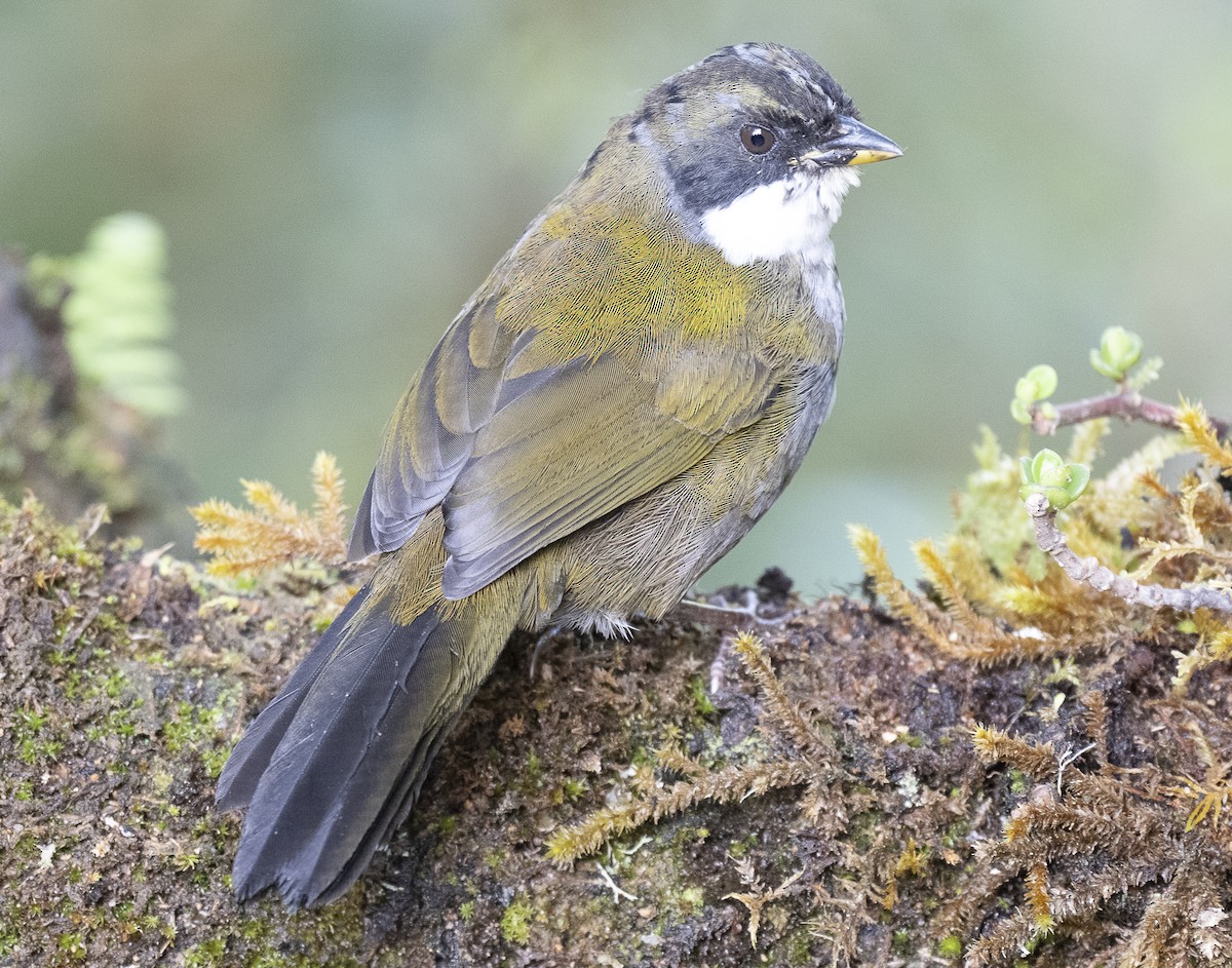 Gray-browed Brushfinch - ML638067111