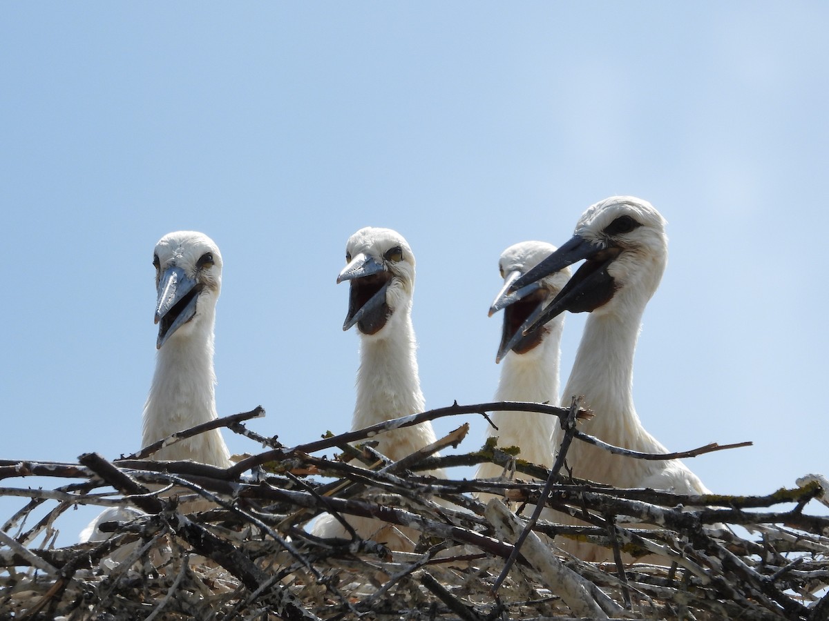 White Stork - ML638067113