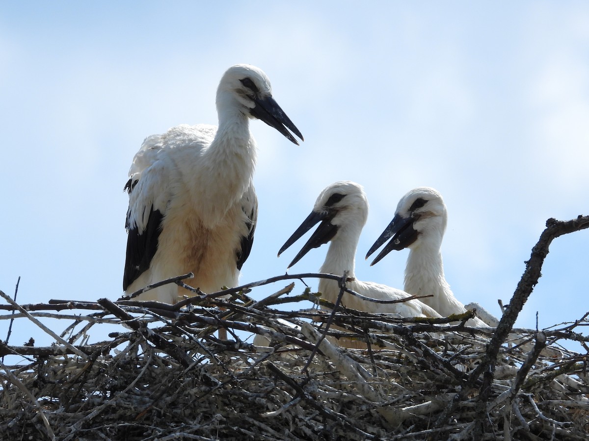 White Stork - ML638067114