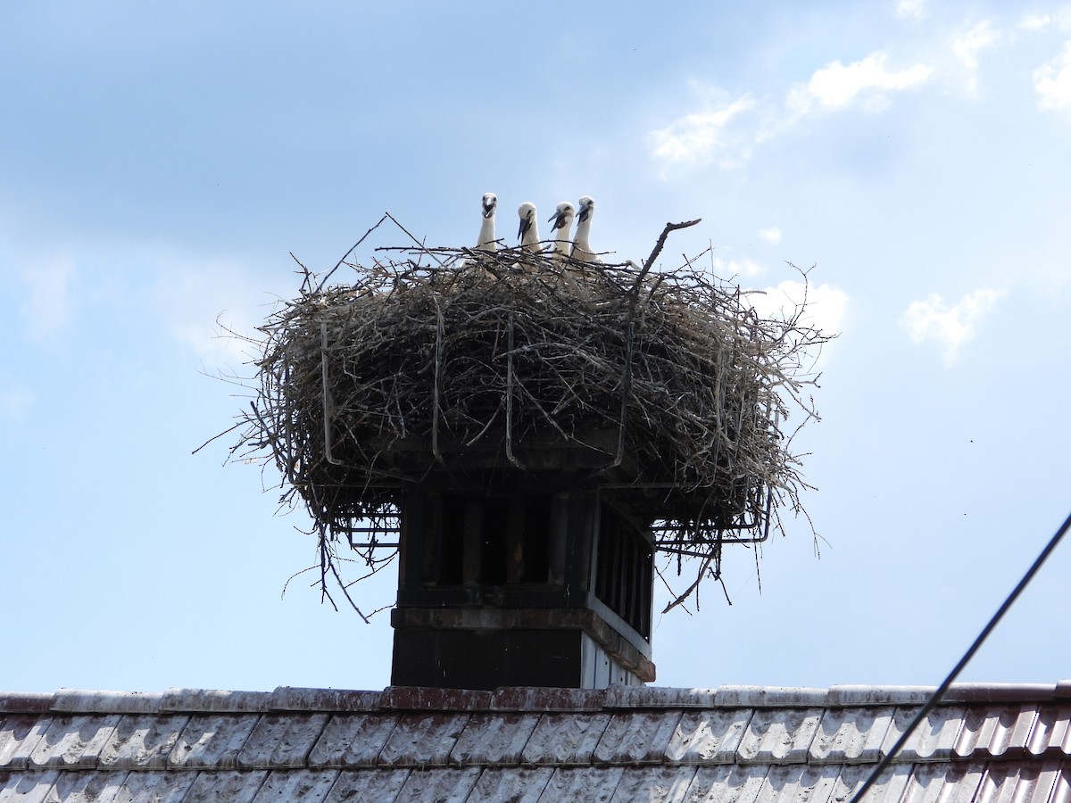 White Stork - ML638067115