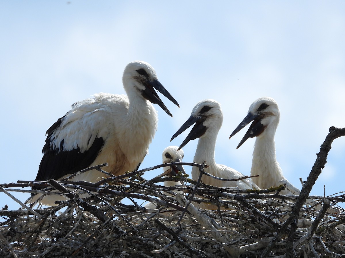 White Stork - ML638067116