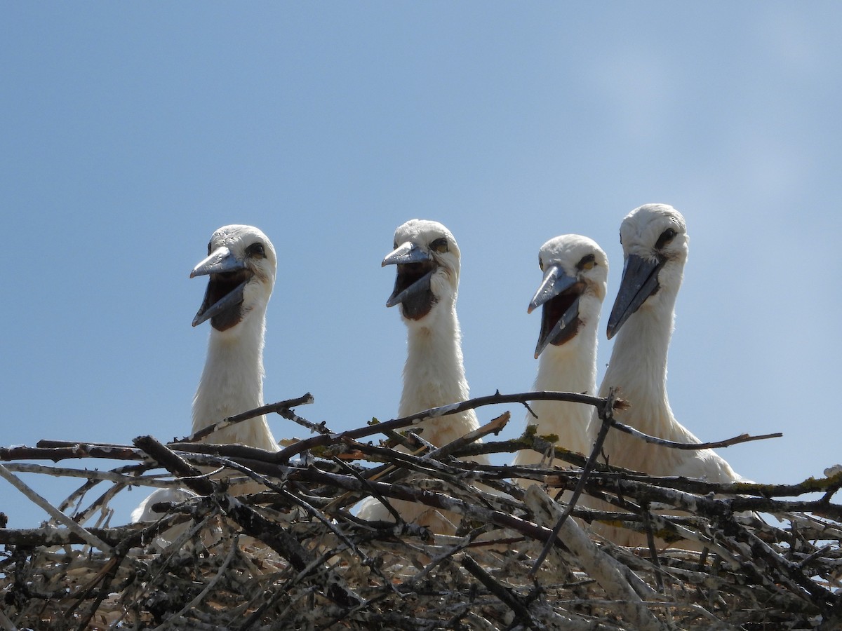 White Stork - ML638067117