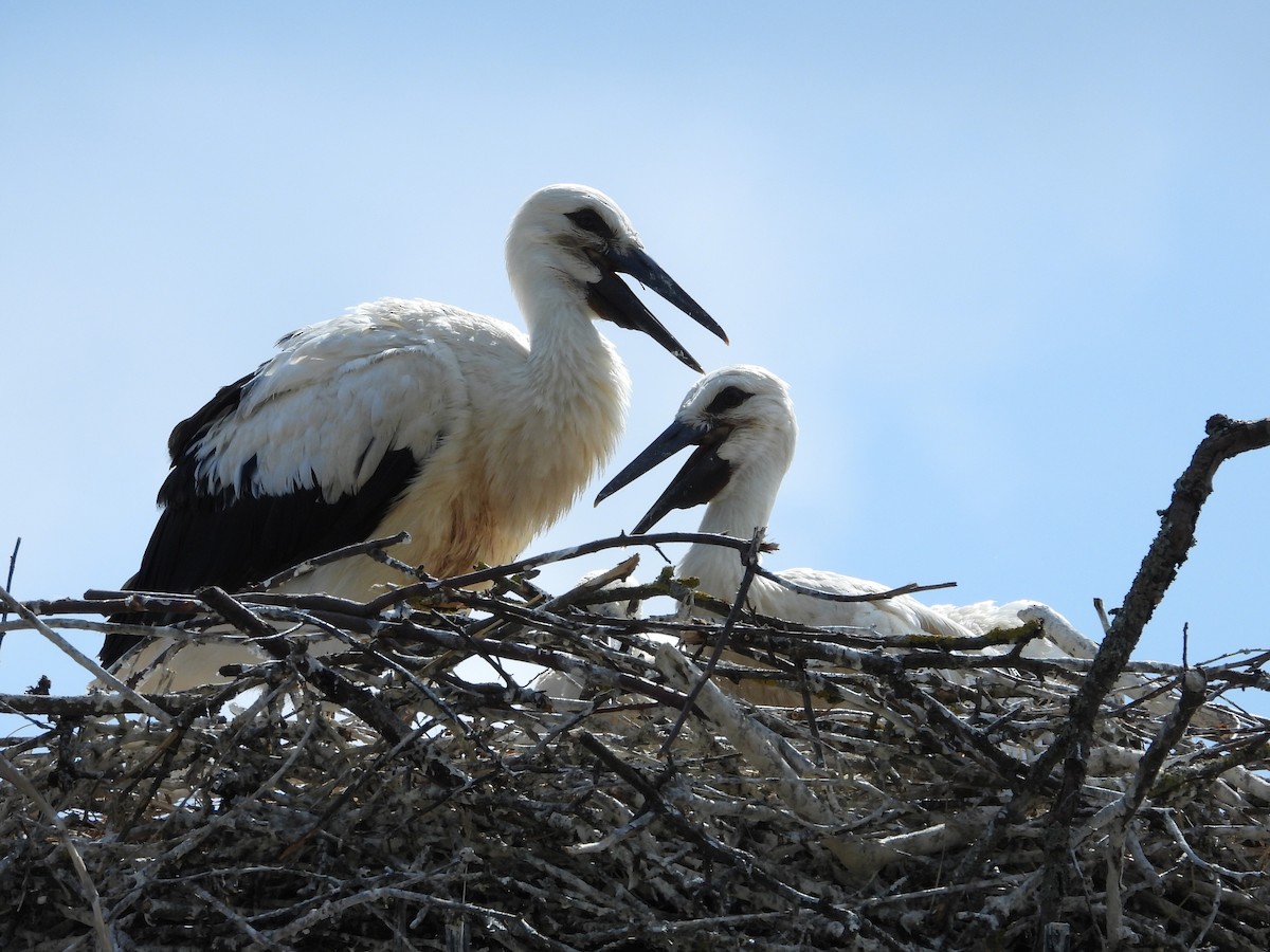 White Stork - ML638067118