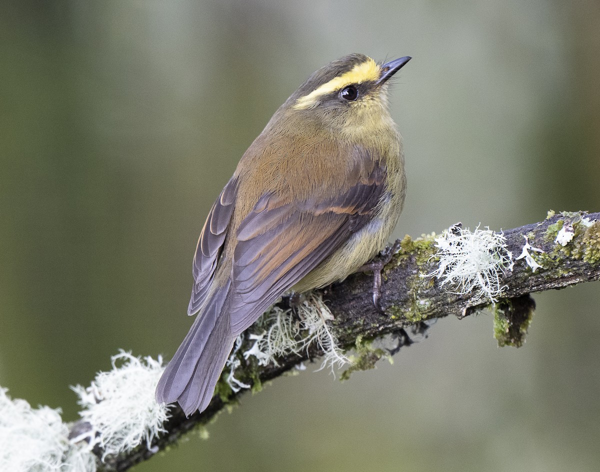 Yellow-bellied Chat-Tyrant - ML638067134