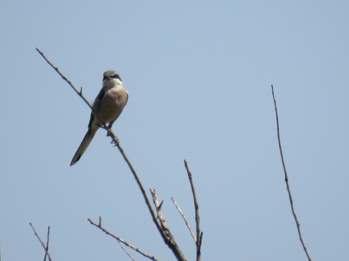 Iberian Gray Shrike - ML638067142