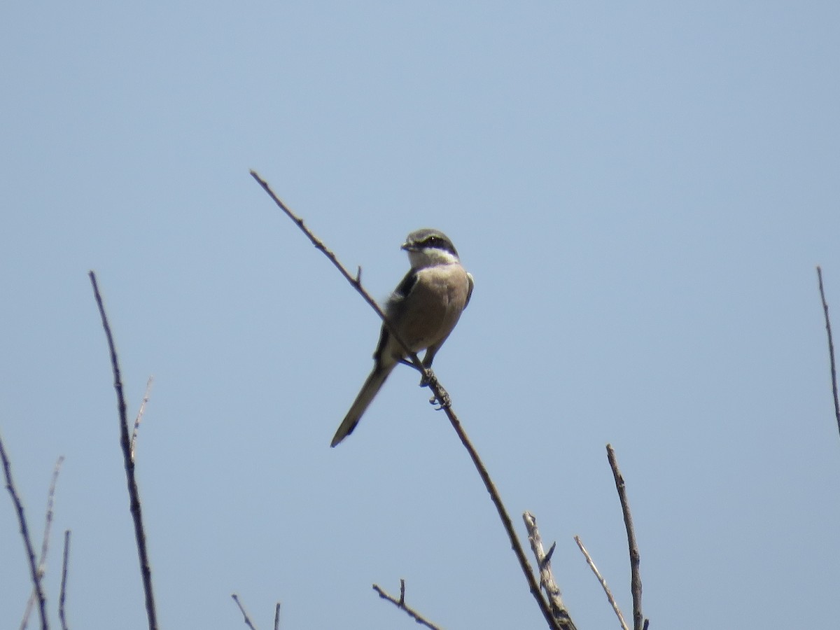Iberian Gray Shrike - ML638067143