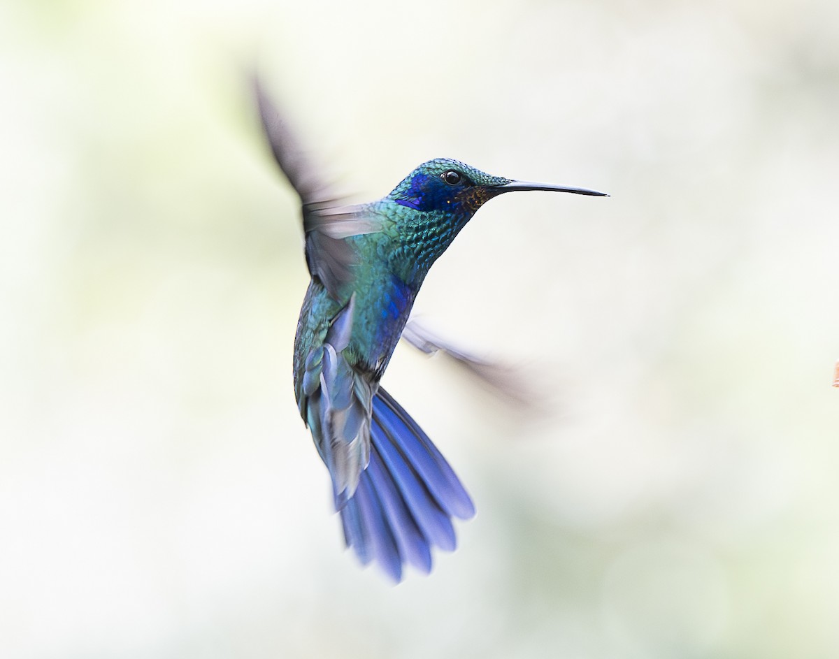 kolibřík modrolící - ML638067190