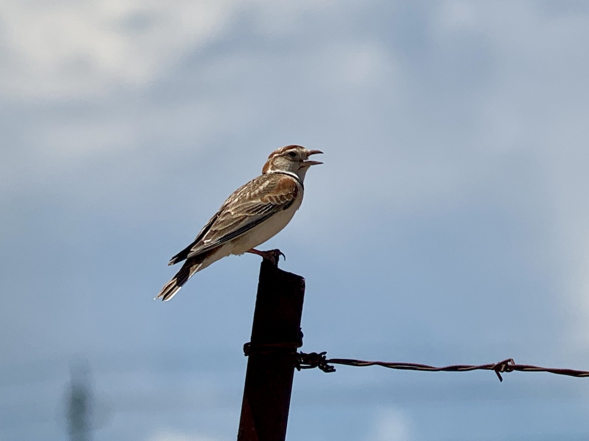 Mongolian Lark - ML638067231