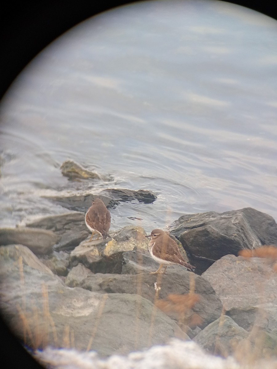Rufous-chested Dotterel - ML638067255