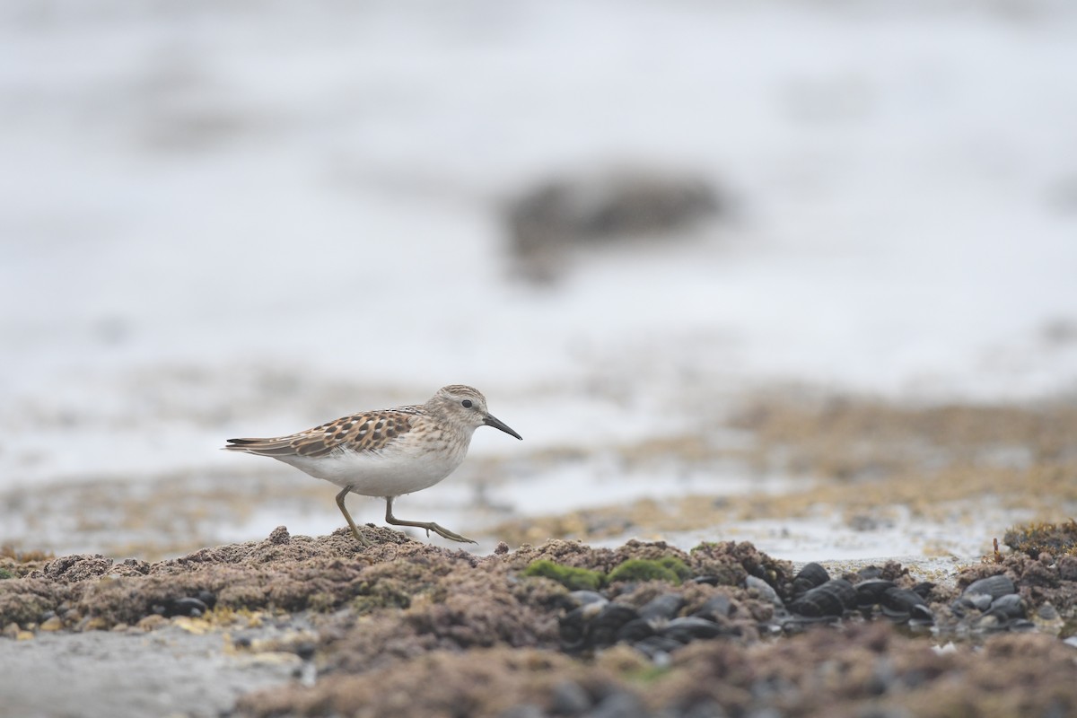 Least Sandpiper - ML638067256