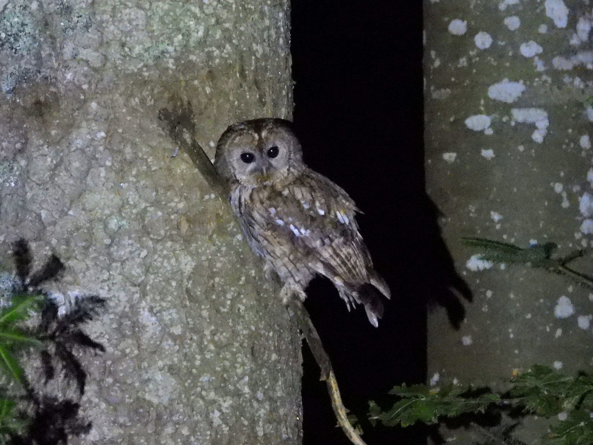Tawny Owl - ML638067272