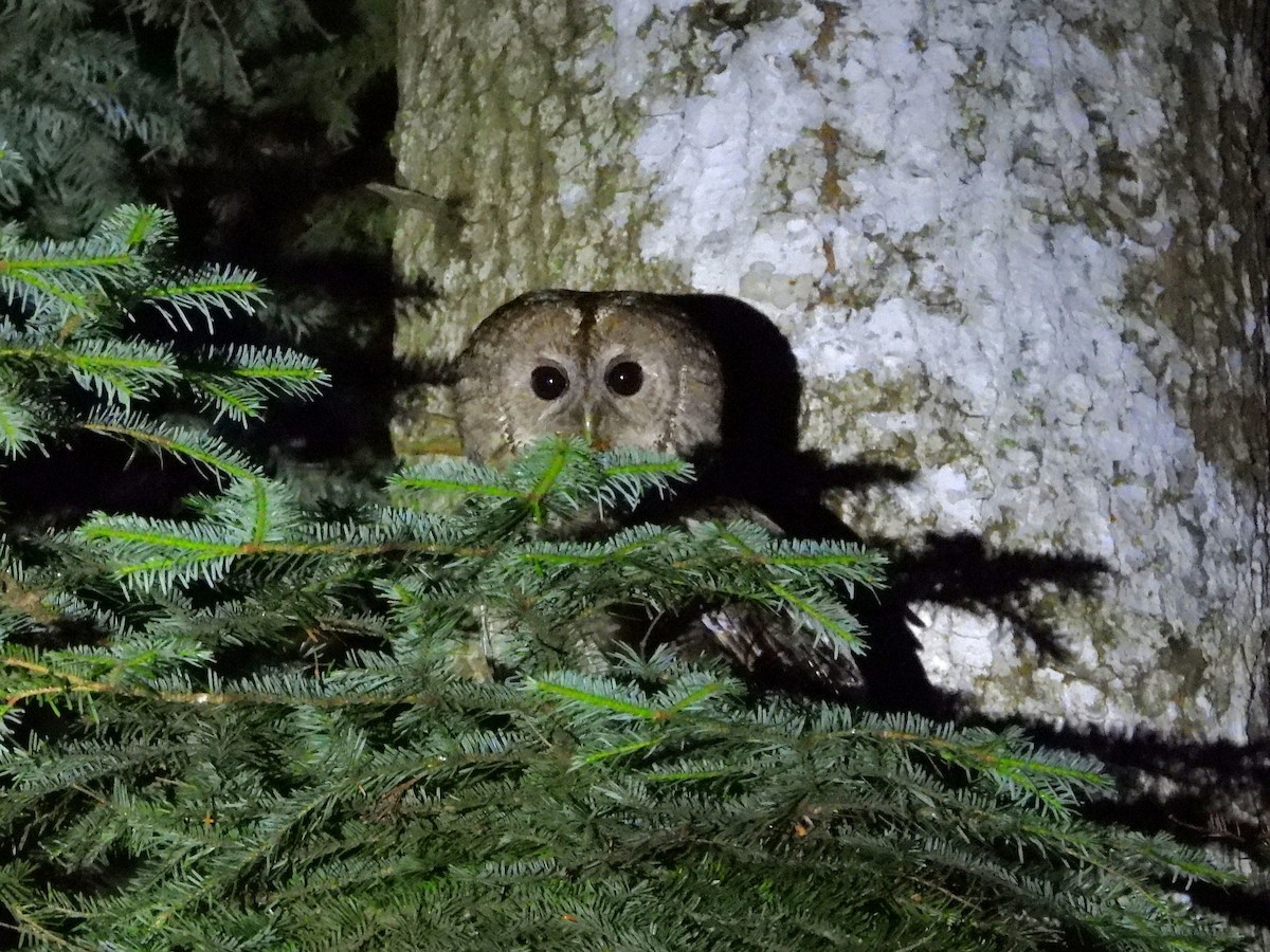 Tawny Owl - ML638067273