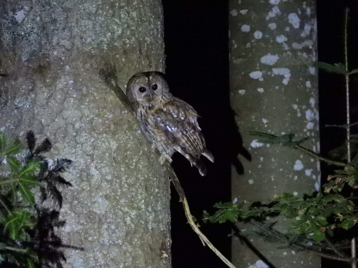 Tawny Owl - ML638067274