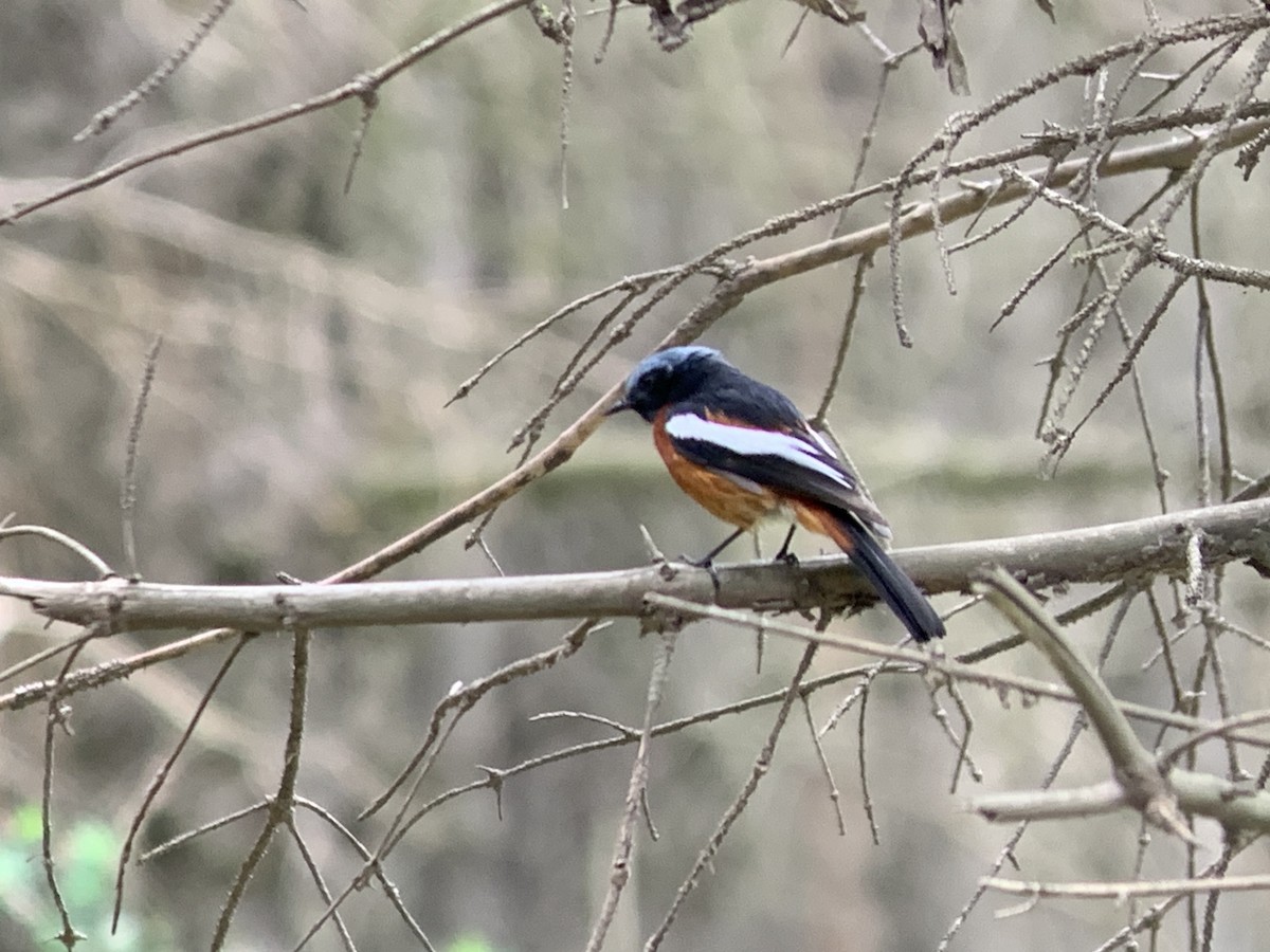 White-throated Redstart - ML638067325