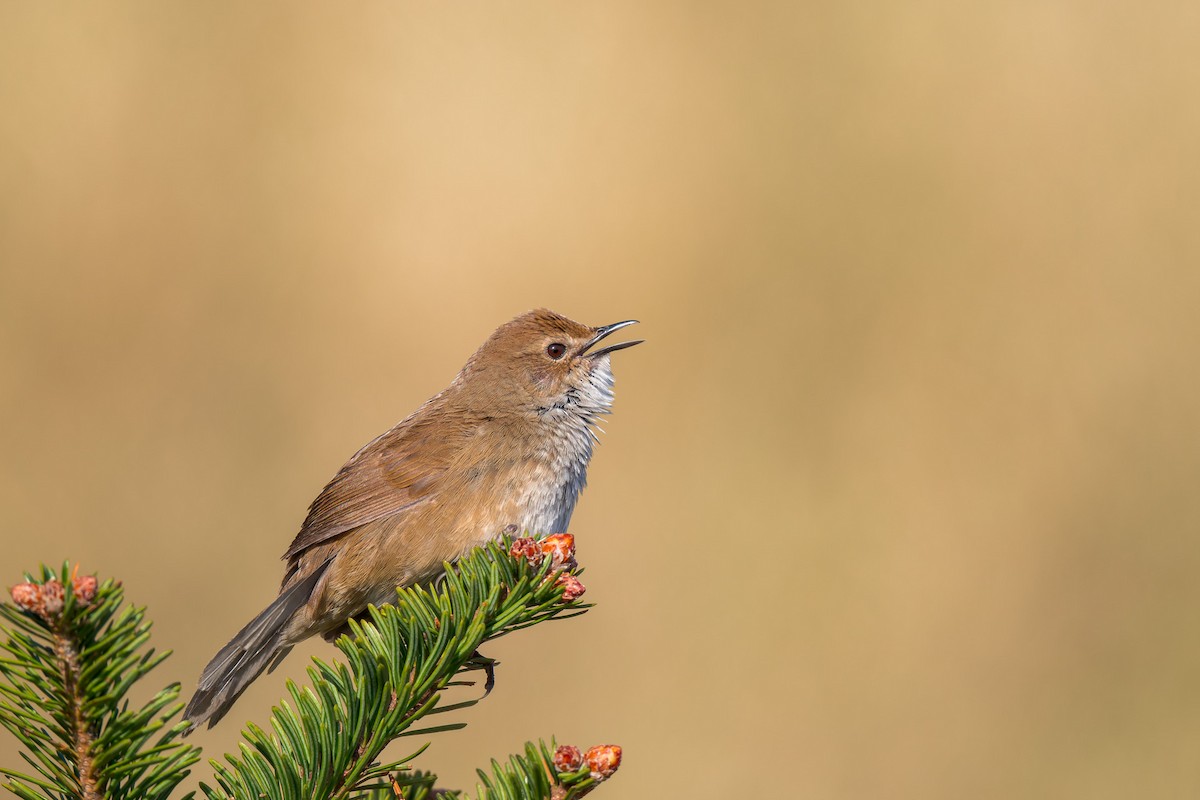 Taiwan Bush Warbler - ML638067338