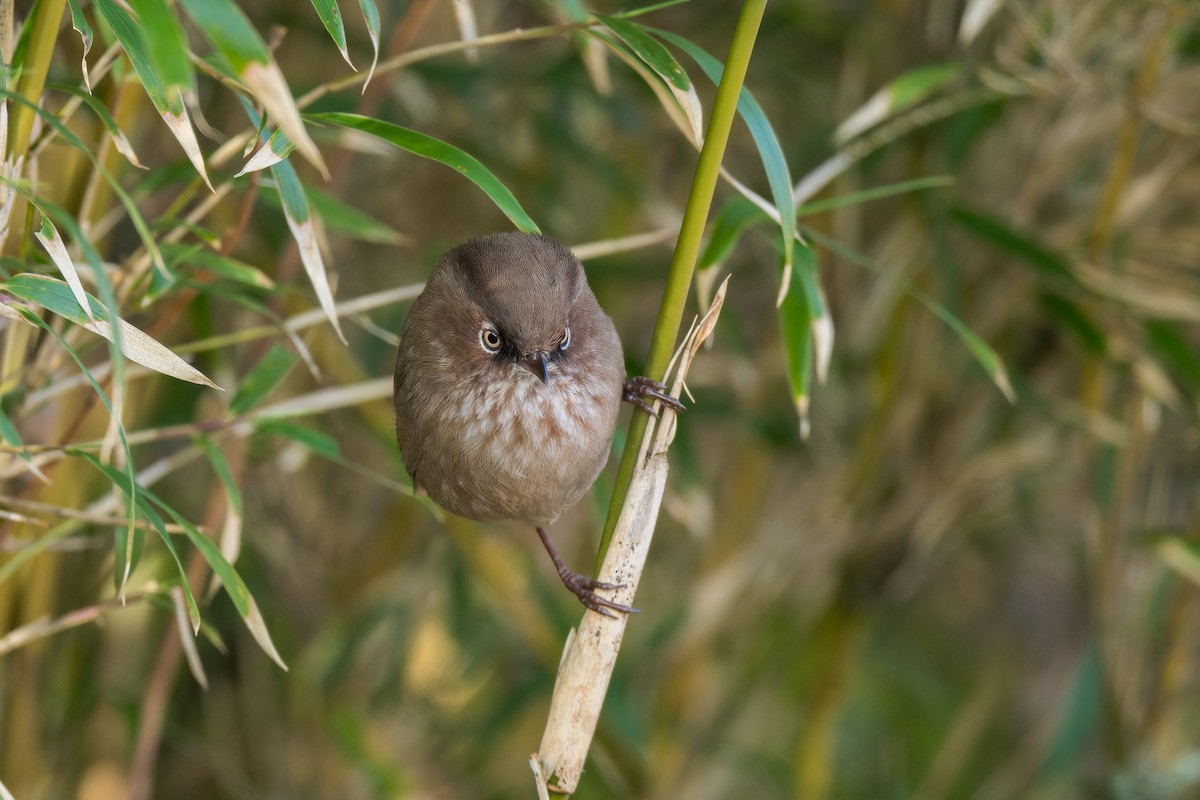 Taiwan Fulvetta - ML638067342
