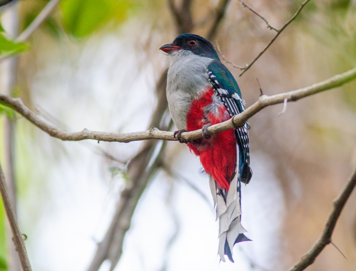 Cuban Trogon - ML638067354
