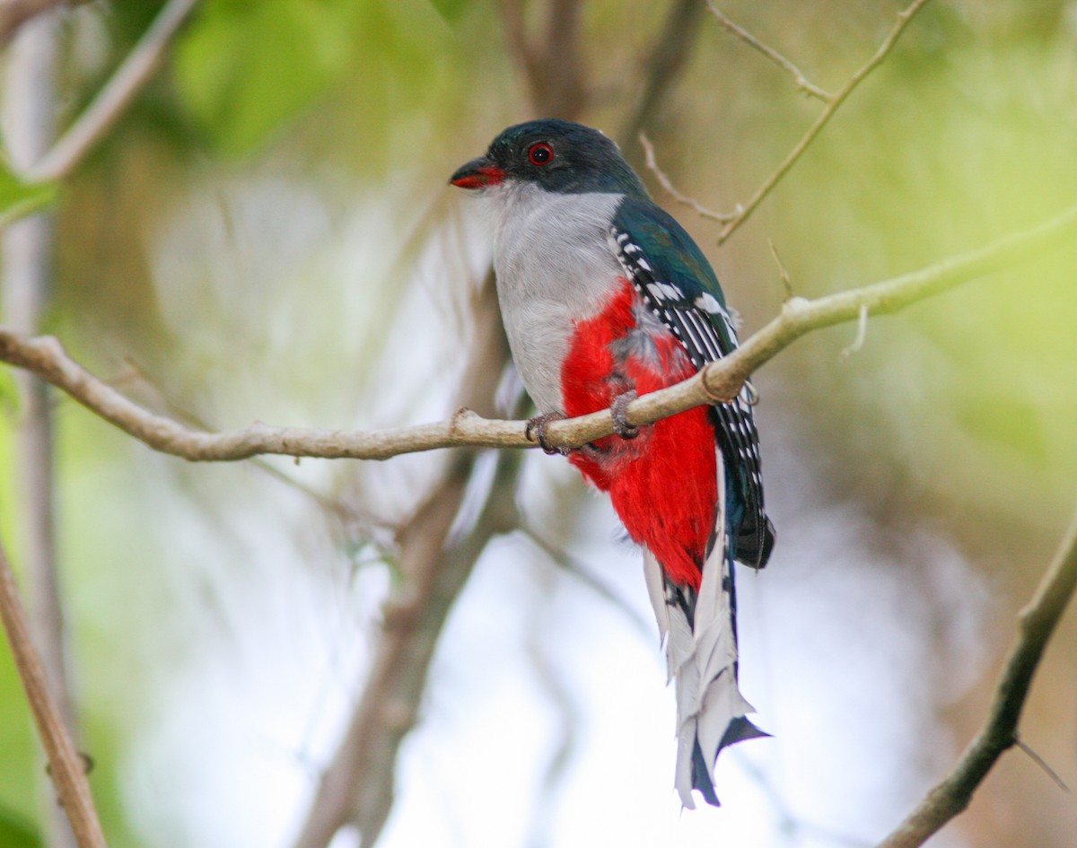 Cuban Trogon - ML638067358