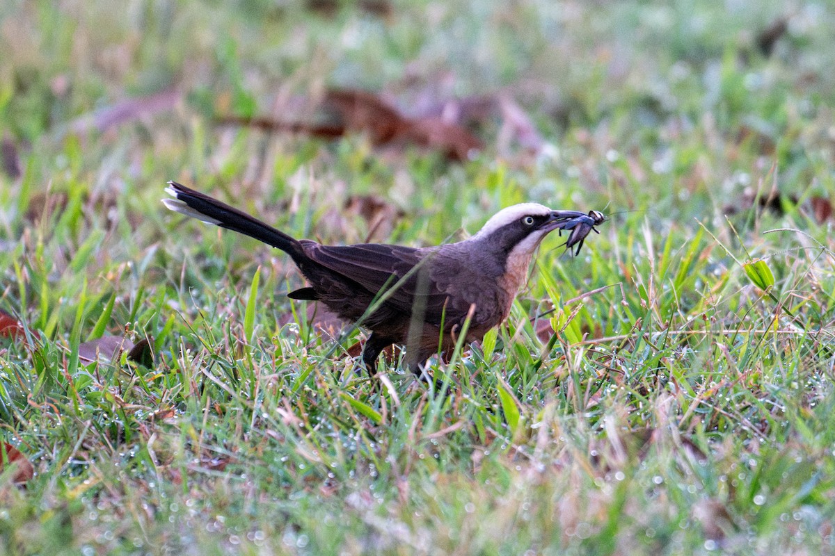 Gray-crowned Babbler - ML638067359