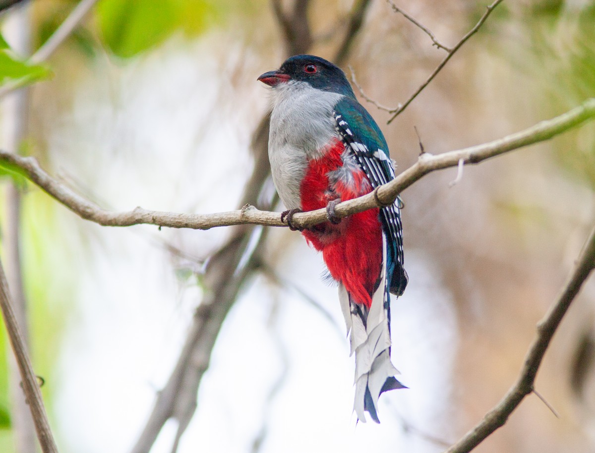 Cuban Trogon - ML638067361