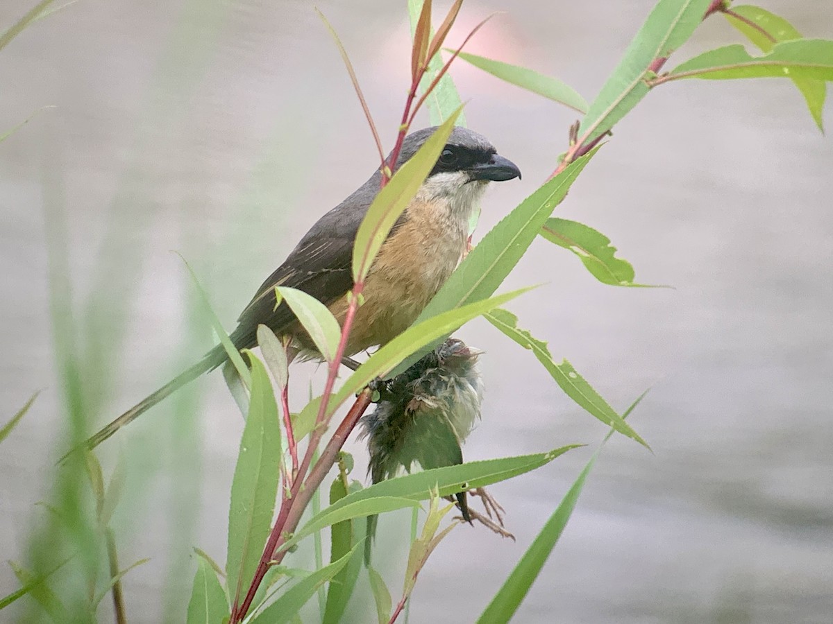Gray-backed Shrike - ML638067378