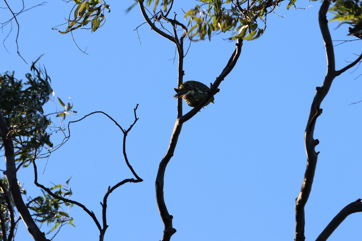 holub madagaskarský - ML638067412
