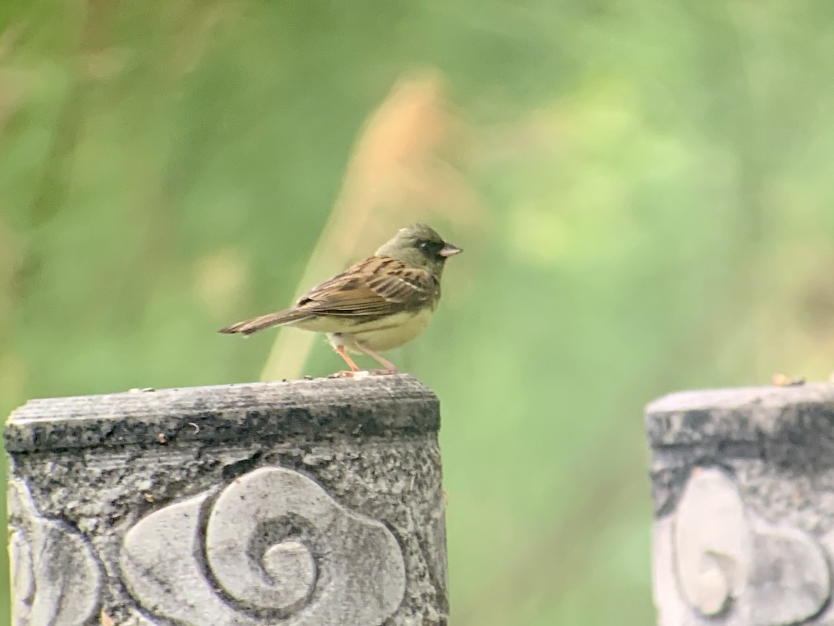 Black-faced Bunting - ML638067414