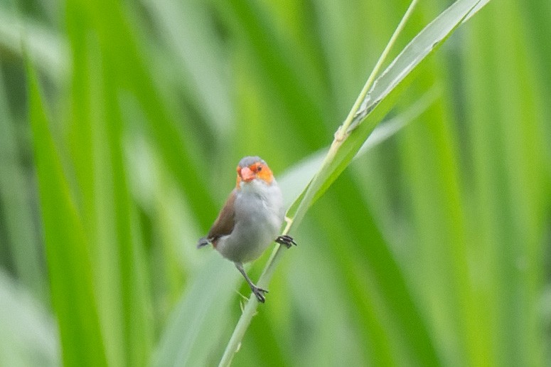 Orange-cheeked Waxbill - ML638067425