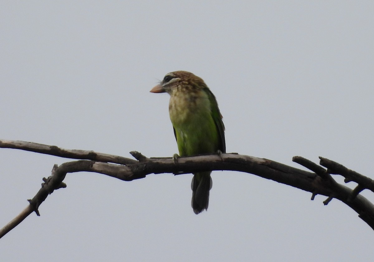 White-cheeked Barbet - ML638067435