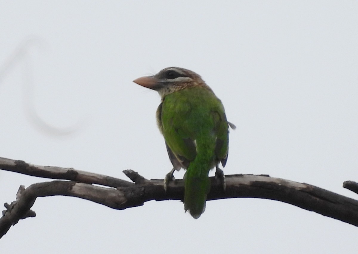 White-cheeked Barbet - ML638067436