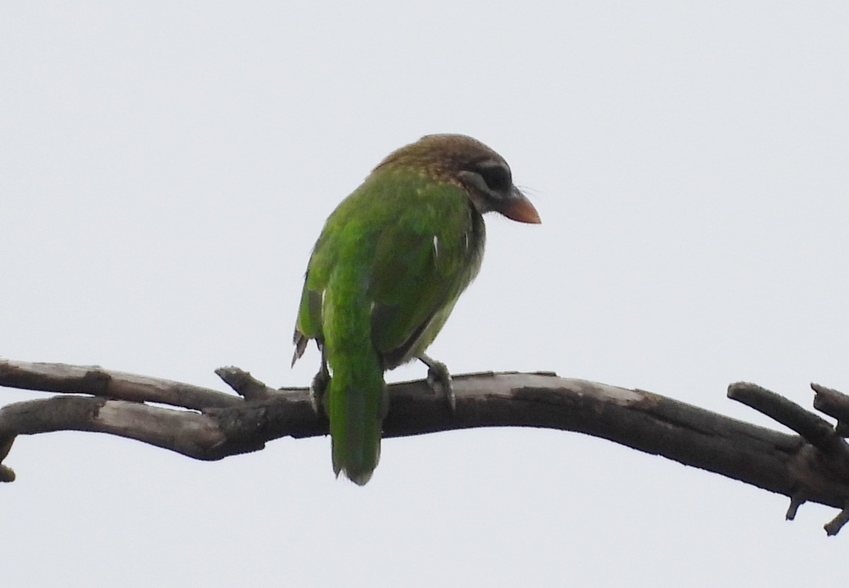 White-cheeked Barbet - ML638067437