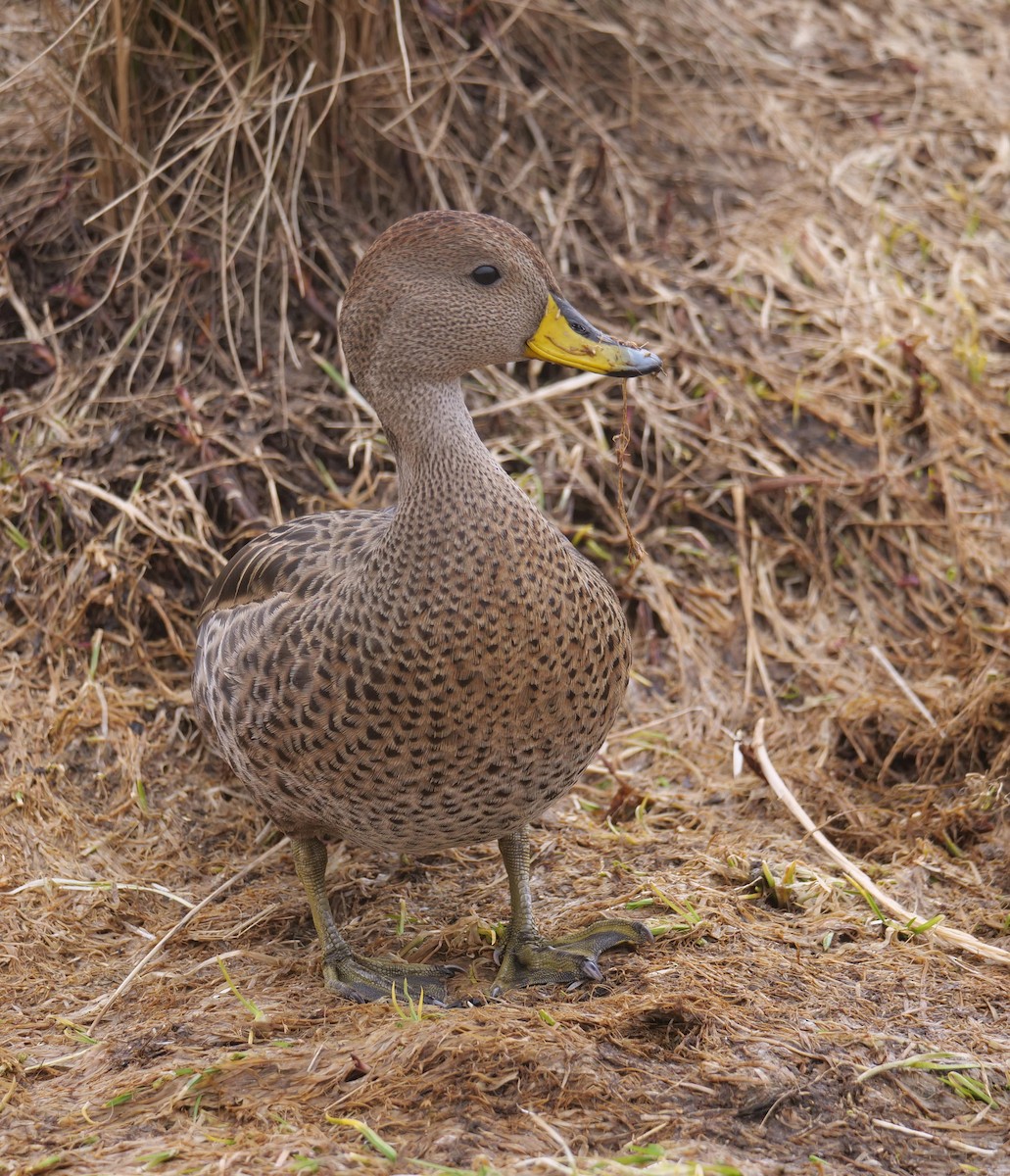 Yellow-billed Pintail - ML638067446