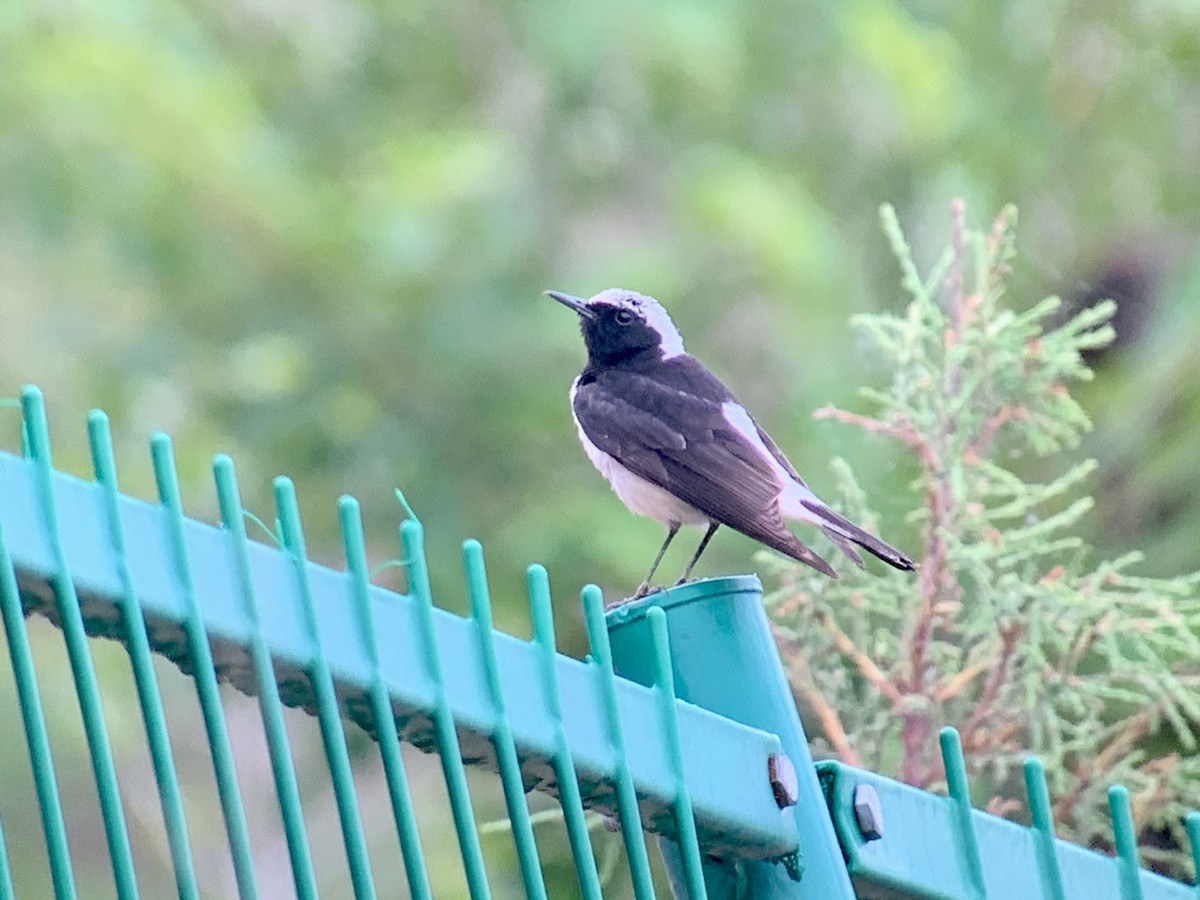 Pied Wheatear - ML638067451