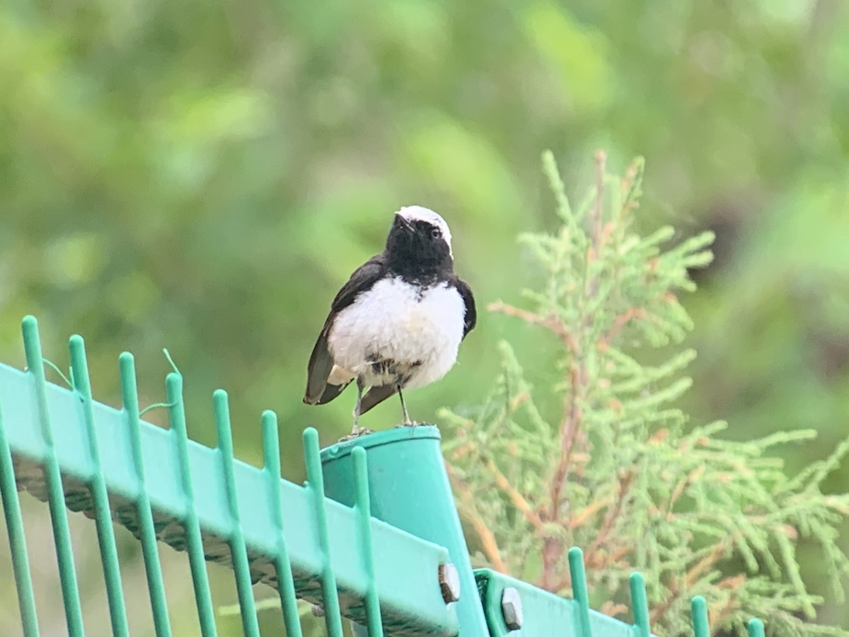 Pied Wheatear - ML638067452