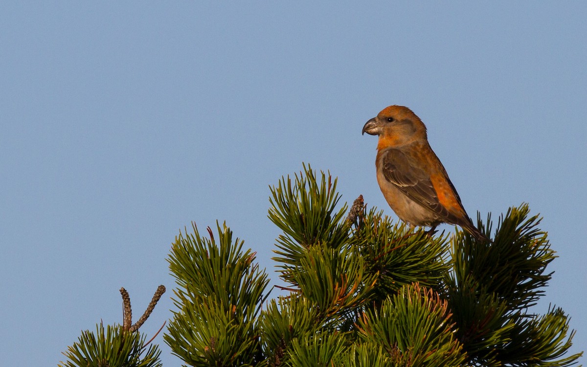 Parrot Crossbill - ML638067487