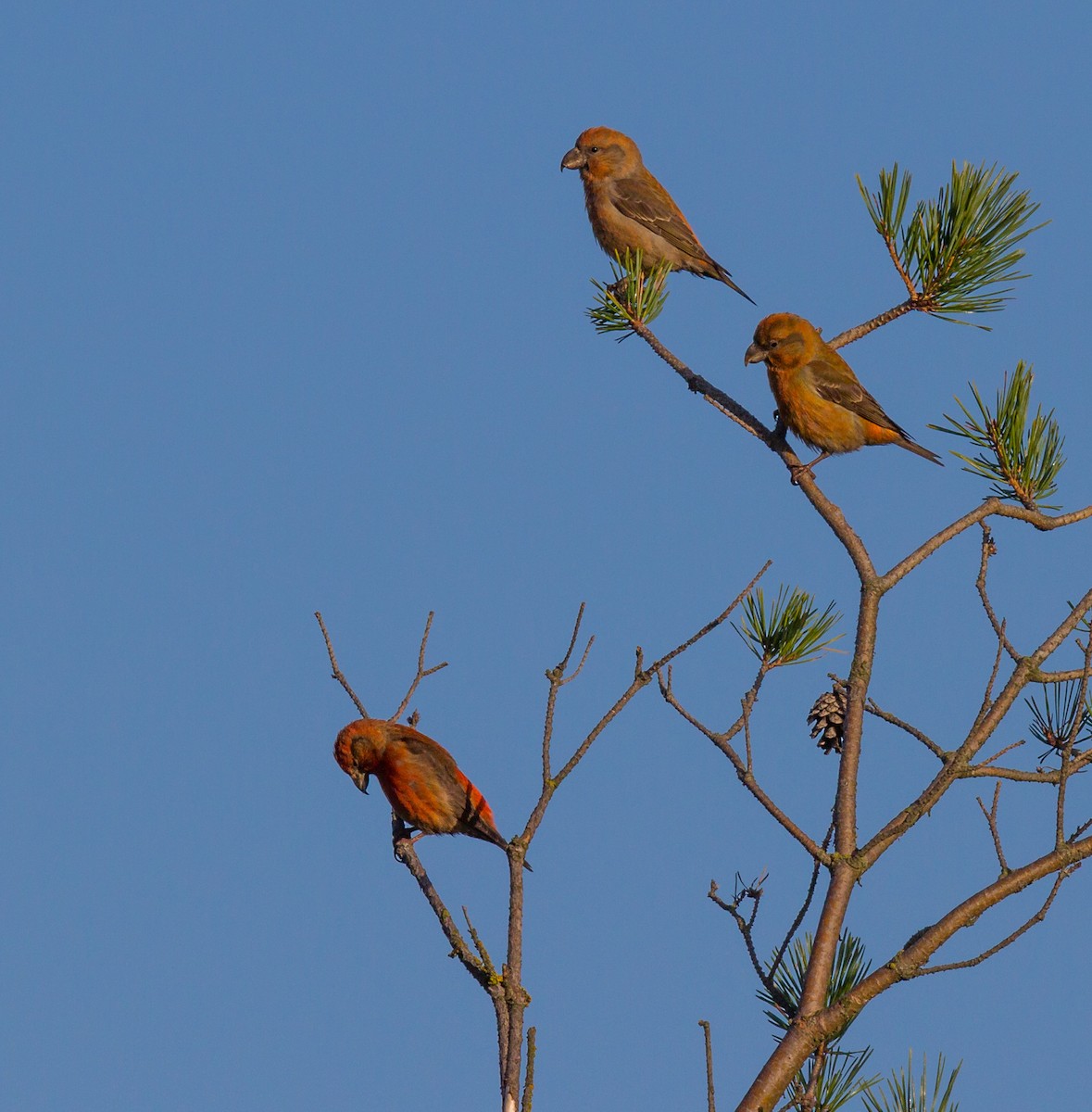 Parrot Crossbill - ML638067515