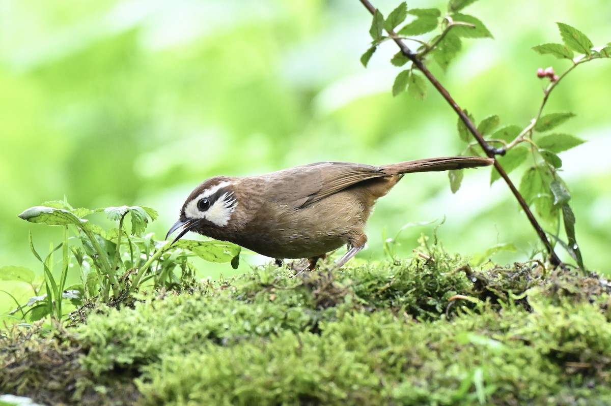 White-browed Laughingthrush - ML638067538