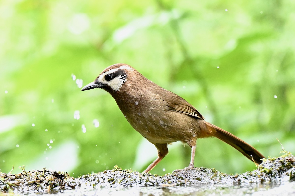 White-browed Laughingthrush - ML638067550